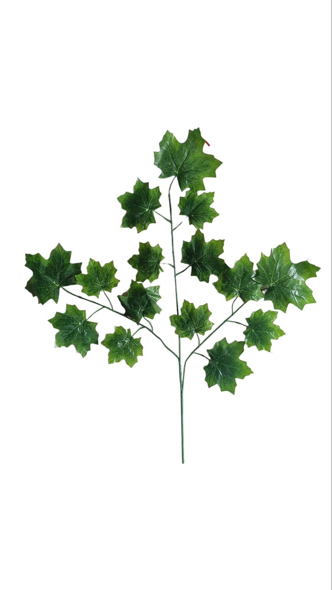 green maple leaves