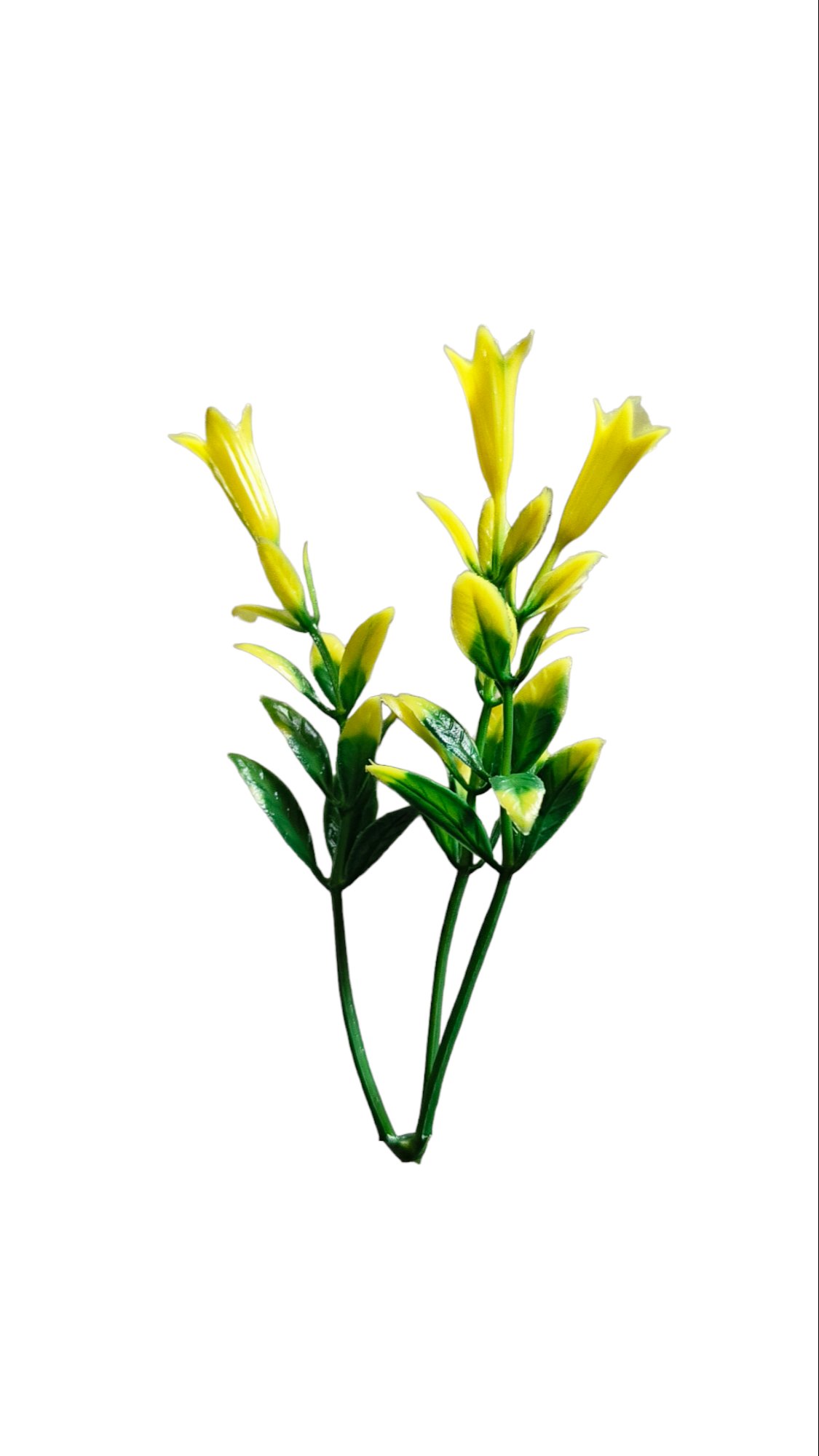 3/1 yellow-green Lilly filler