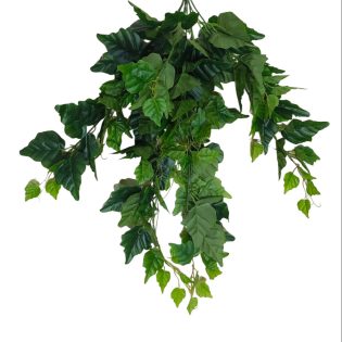 green leaves hanging big leaves