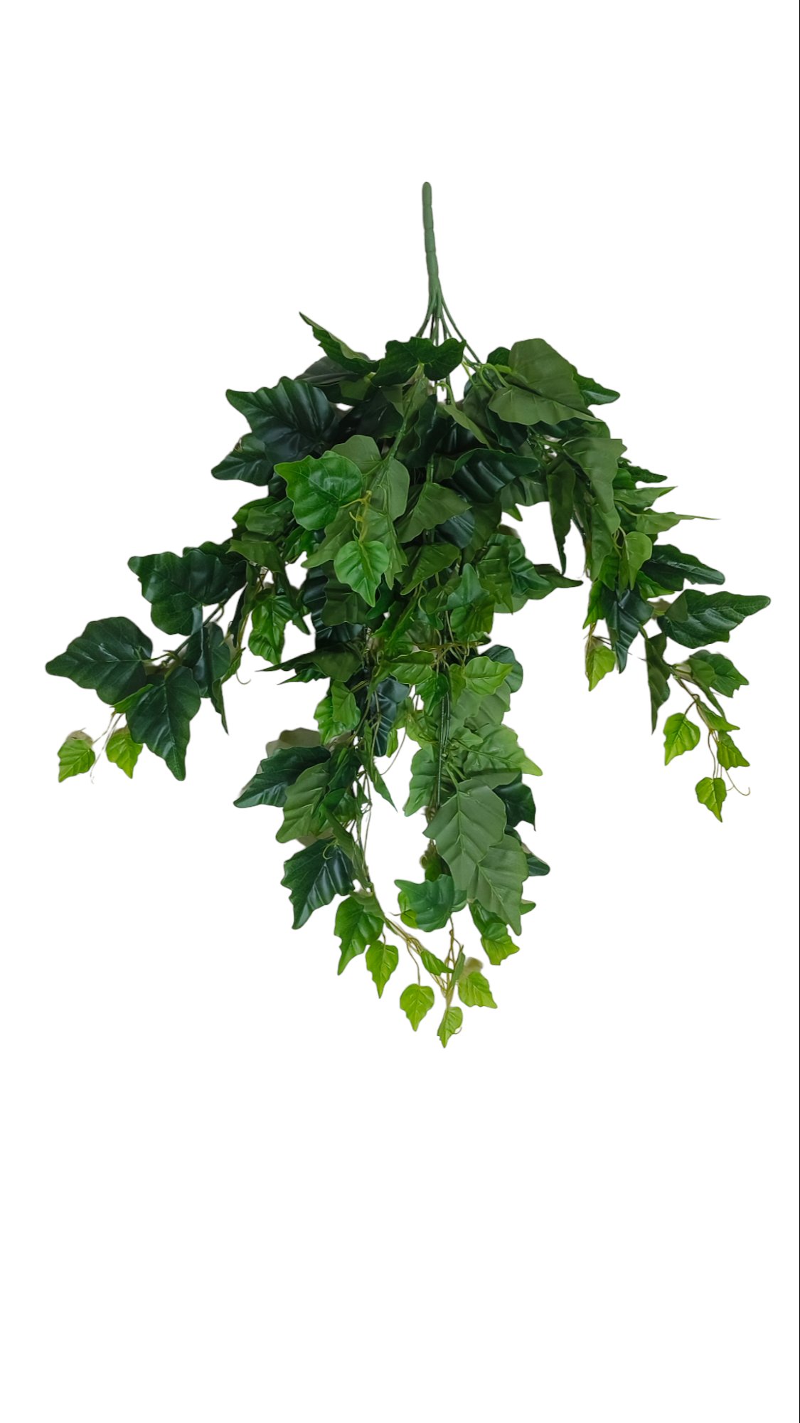 green leaves hanging big leaves