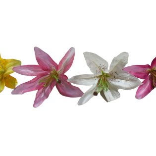 lilly flower