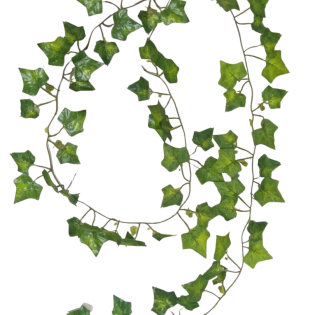 long bail small leaves