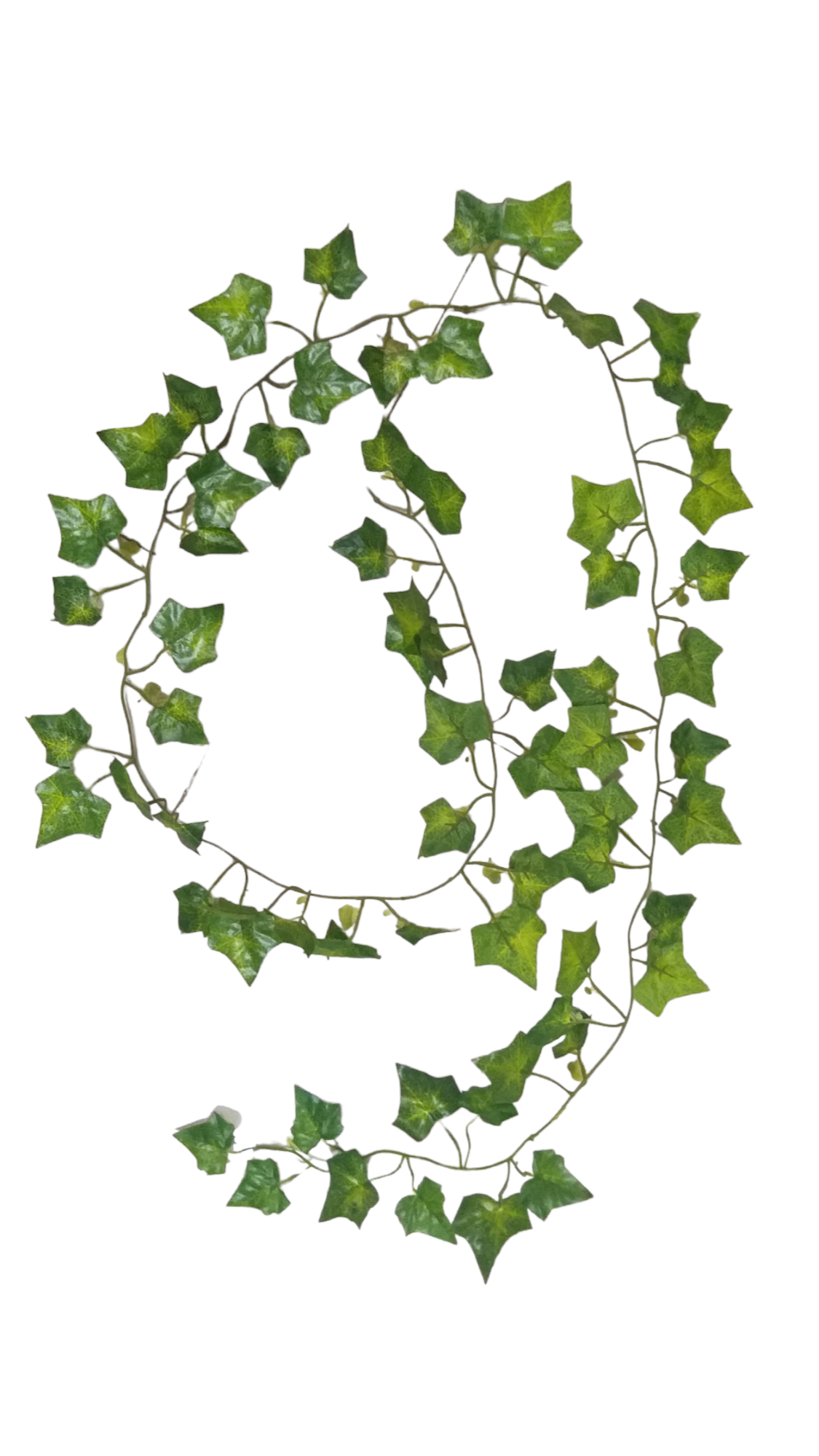 long bail small leaves