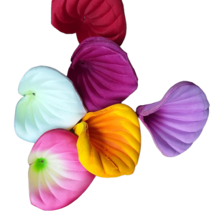 calla lilly