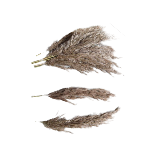 pampas grass