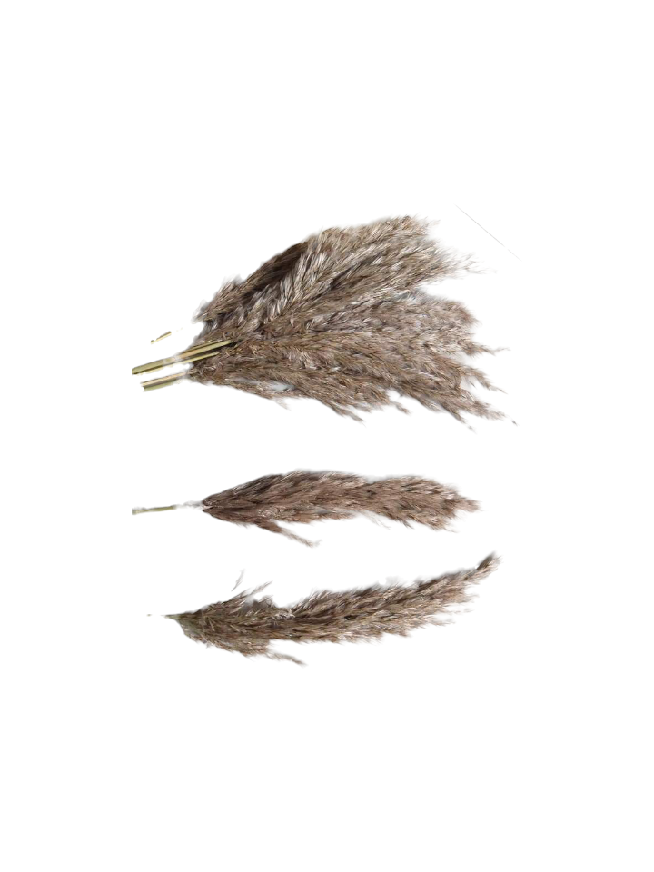 pampas grass