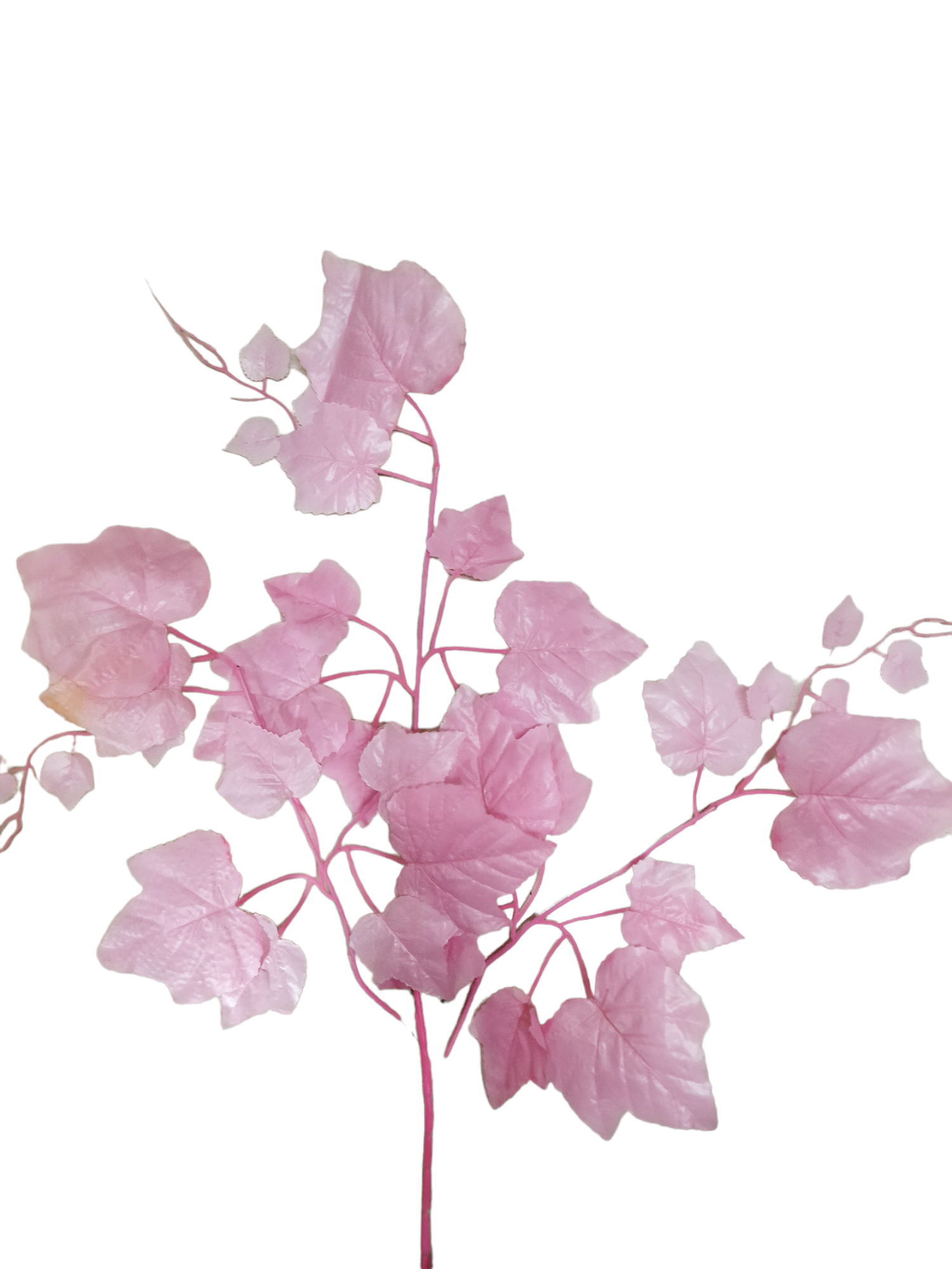 pink maple leaves