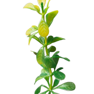 yellow green fillers
