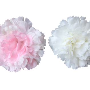 New Carnesion flower
