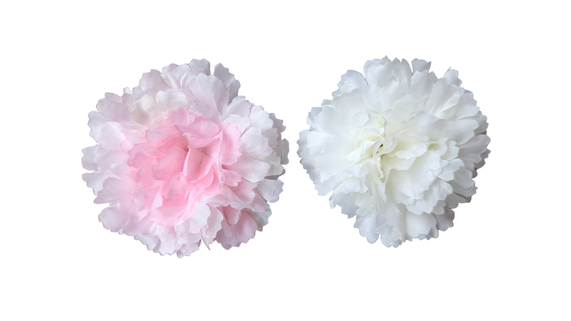 New Carnesion flower