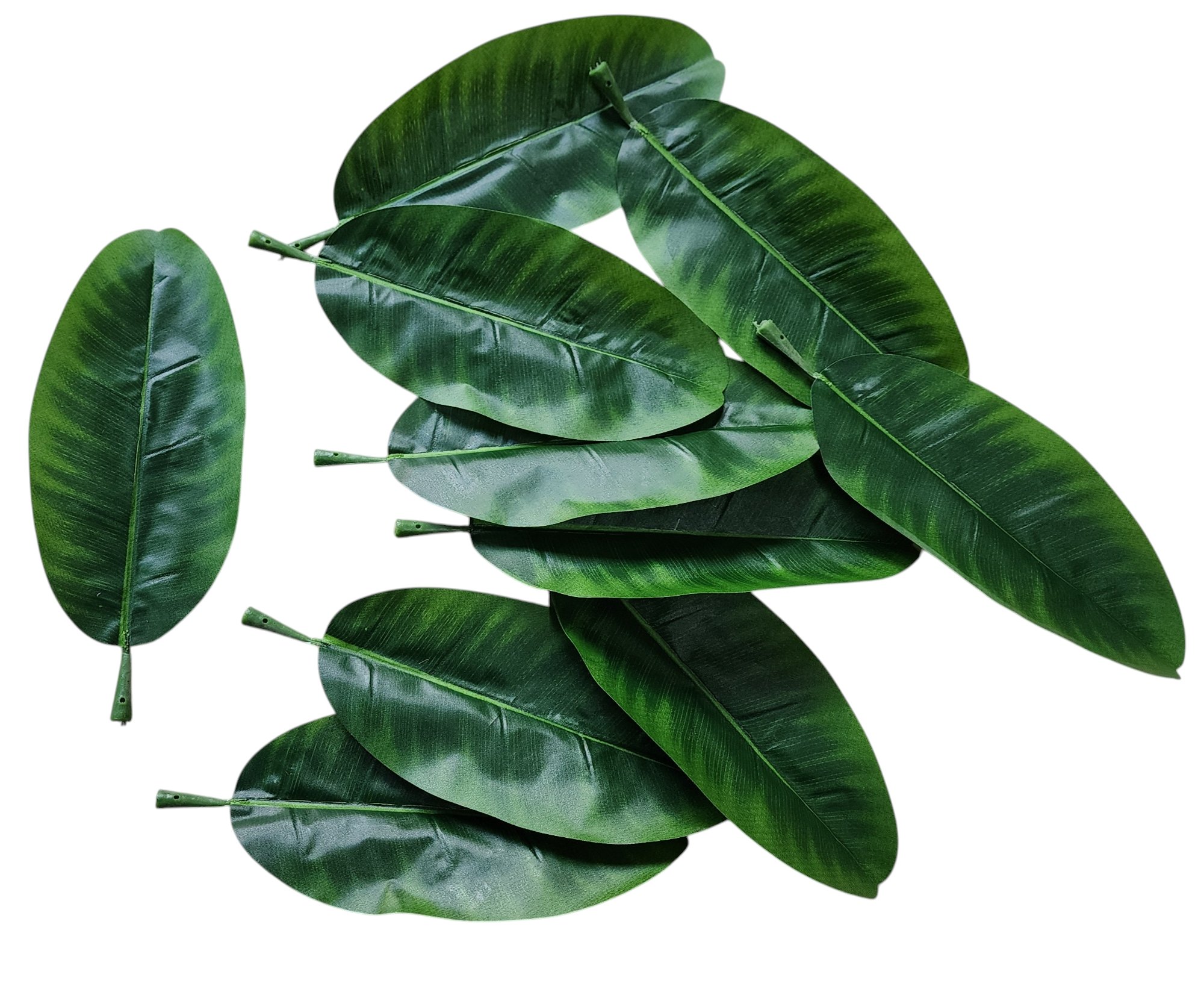 big leaf - Image 2