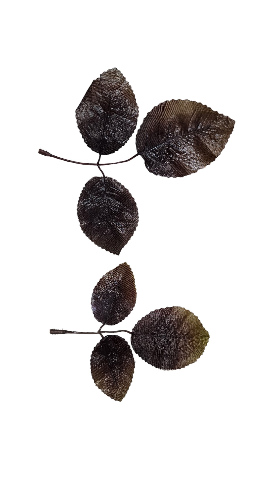 3/1 brown leaves